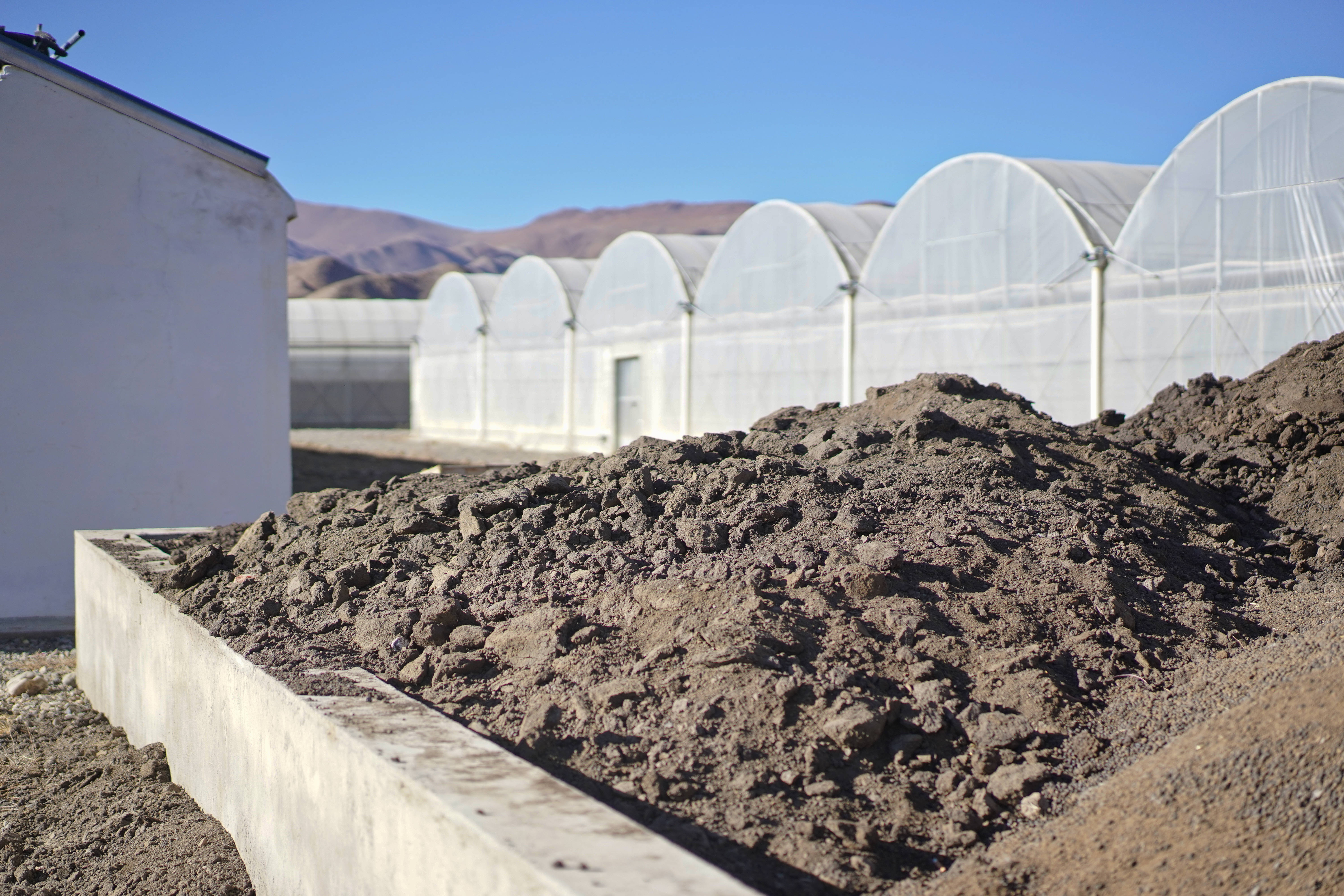 有一种植物产自伊朗和上海，却被误解为*藏西**特产，游客打飞的去买
