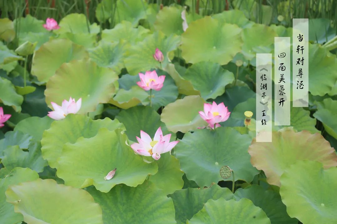 赏荷100首荷花短诗,一起赏荷花的诗词歌赋