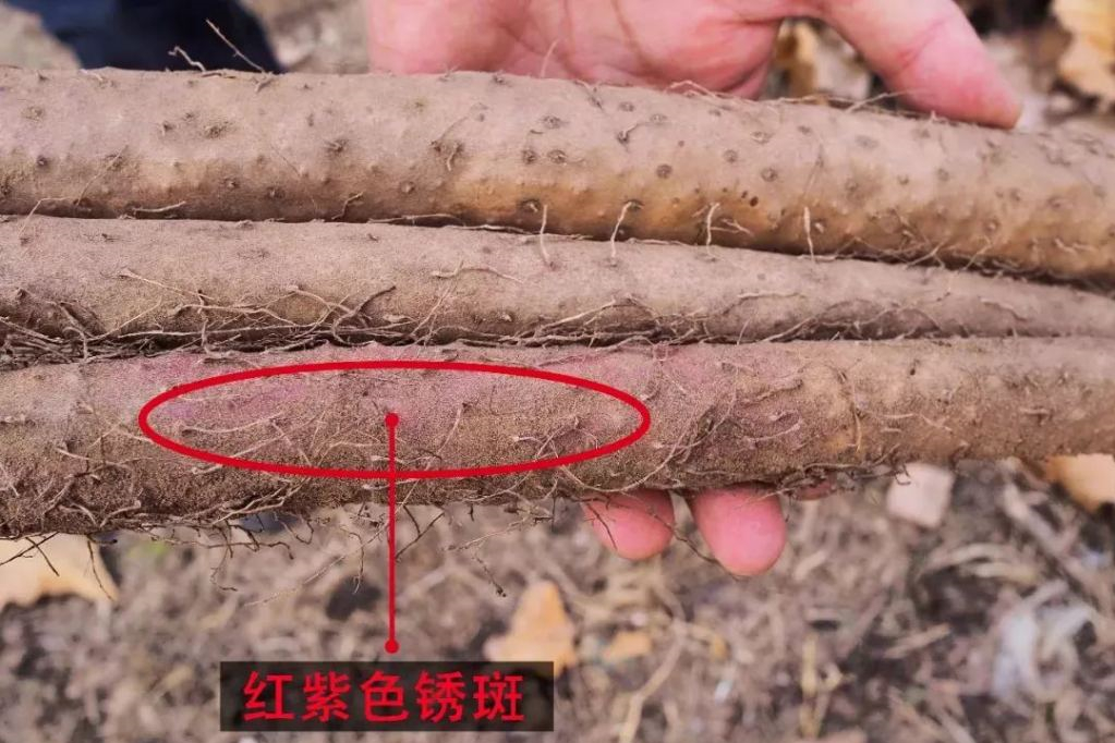 别迷恋铁棍山药了，你根本辨别不了，真懂这食材的人很少