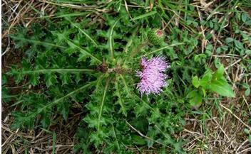 整合——28种青草药，赶快收藏备用！