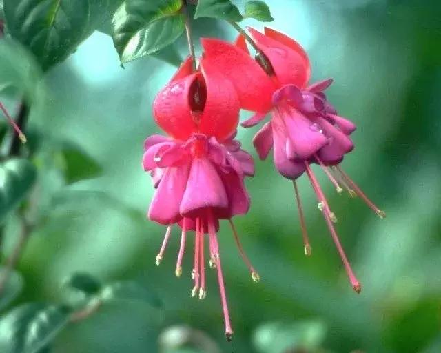 惊艳倒挂金钟,惊艳倒挂金钟图片