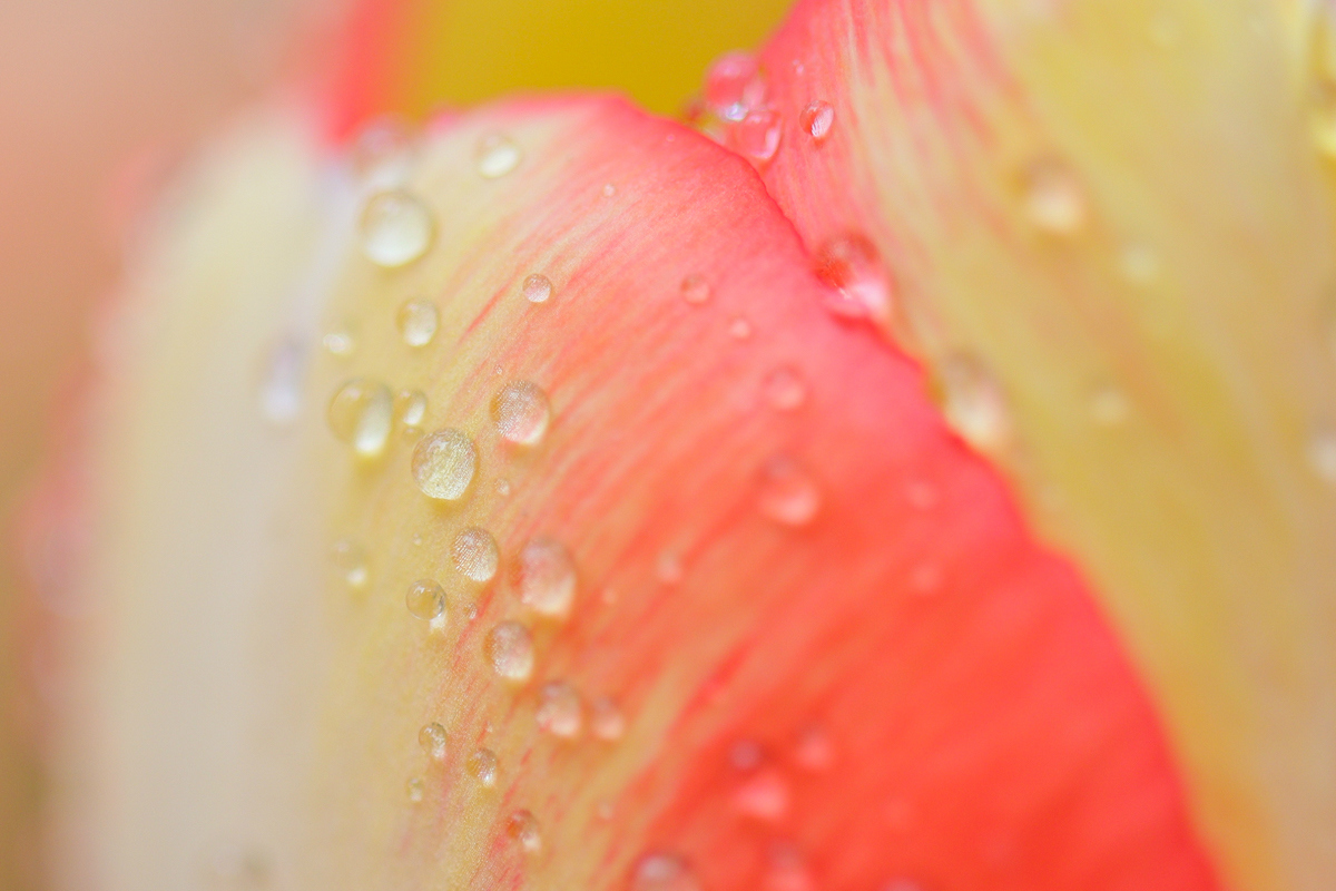 佳能canoneos200dii测评,佳能canoneos200dii单反相机