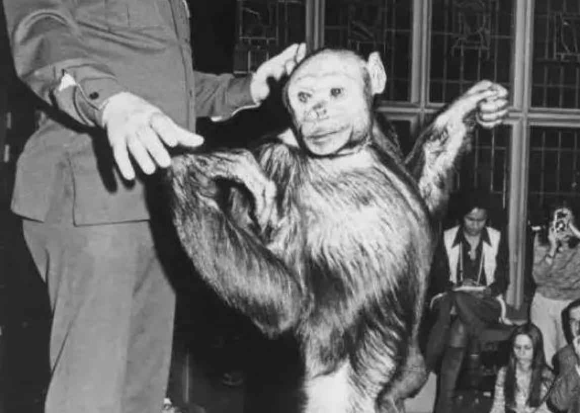 猪猴杂交新物种,世界首例猪猴杂交在中国诞生