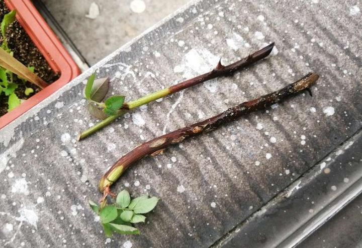 月季水浇多了黄叶了咋办,月季水浇多了嫩芽打蔫怎么办