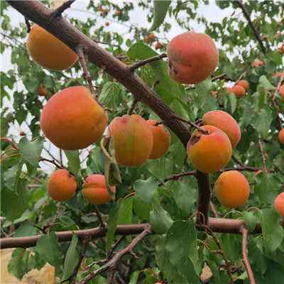 这七种水果的功效你要知道,这5种水果煮着吃美颜又养生