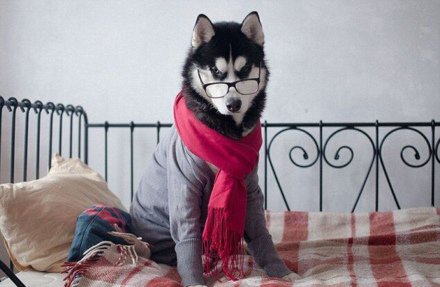 狗狗品种介绍图鉴3期哈士奇,哈士奇和其它狗狗杂交品种