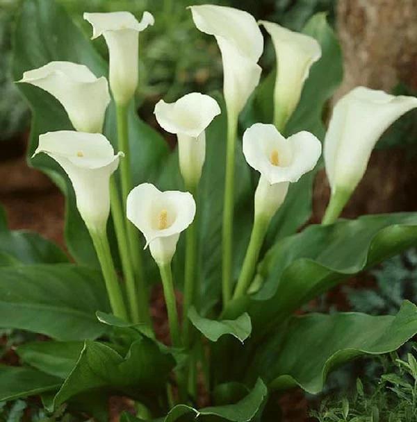 马蹄莲观赏内容,一盆马蹄莲