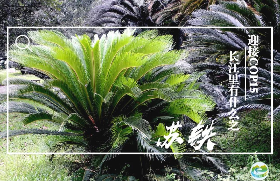 迎接COP15，保护生物多样性丨长江里有什么之“巴蜀之宝”苏铁