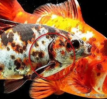 养了多年的金鱼为什么一直长不大,你养过金鱼吗他们有哪些习性