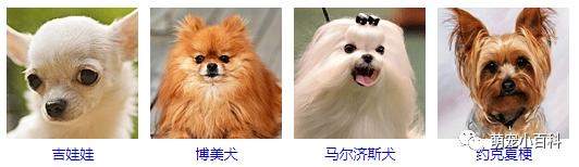 狗狗品种分类大全,狗狗品种鉴定