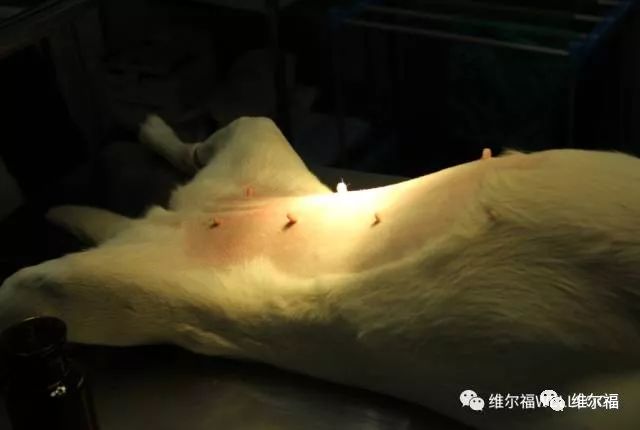 请用绝育保护它——宠物营养师亲身讲述自家爱犬绝育经历