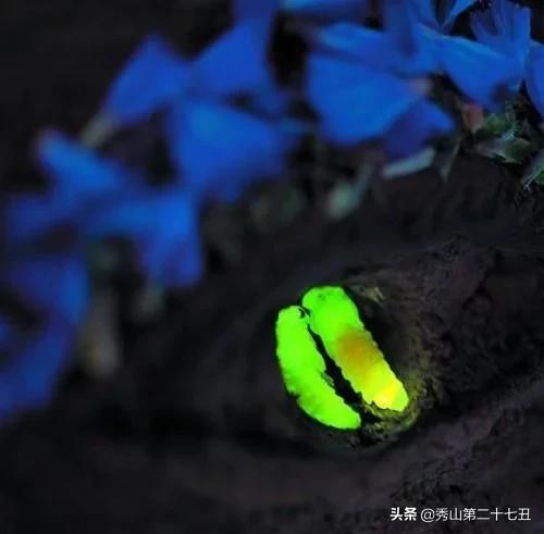 最强节肢动物排行榜,攻击力最强的十种节肢动物