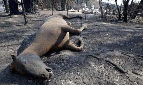 澳大利亚森林大火鸭嘴兽灭绝了吗,澳大利亚鸭嘴兽面临灭绝新闻