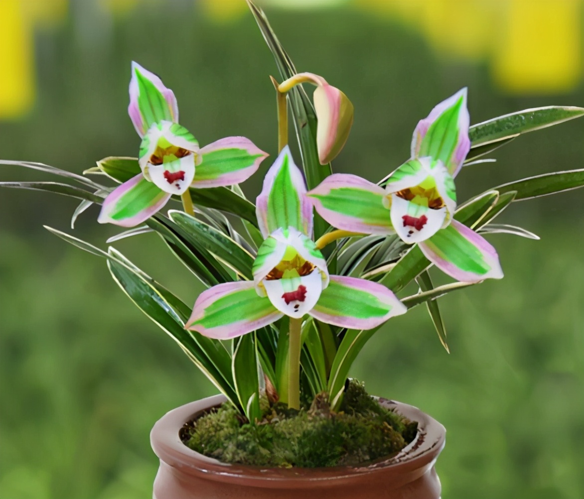 叶子带金边的兰花是什么品种,叶子有金边的兰花有哪些品种