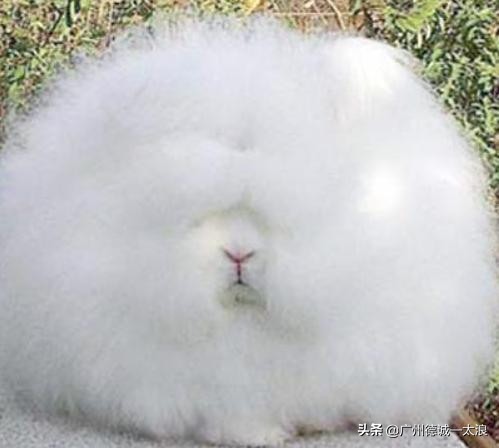 世界上十大很少见到的动物,世界上最受欢迎的动物排行榜