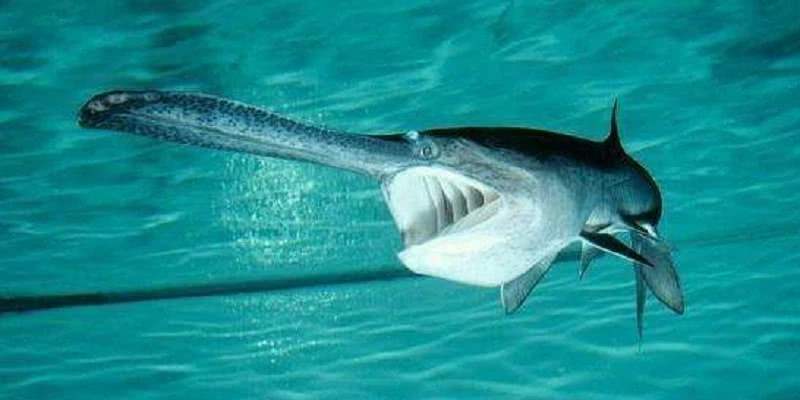 长江中已消失的珍稀动物,最新我国的十大野生动物