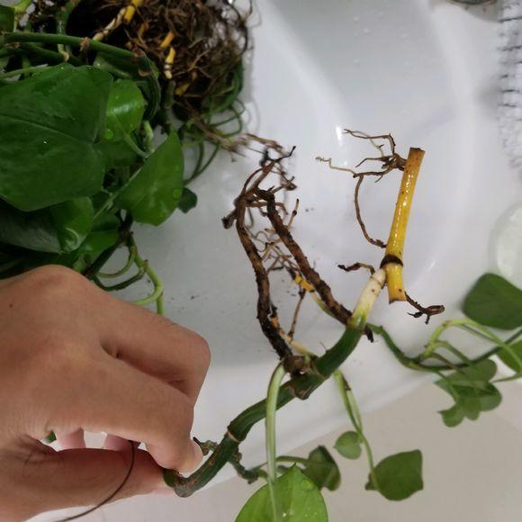 绿萝修剪是剪新枝条还是老枝条,绿萝的枝叶和根系可以修剪吗