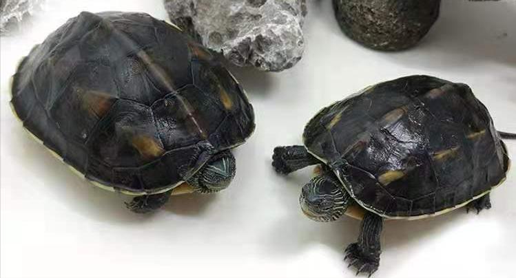 育龟龟粮系列怎么选,头盔龟和巨头龟怎么选