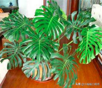 适合孕妇的室内绿植,家里有孕妇房间适合养什么植物