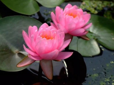 睡莲用什么盆养,睡莲盆里养什么鱼比较耐活