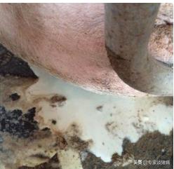 母猪断奶后一直不下奶怎么办,母猪断奶后不发情怎么办