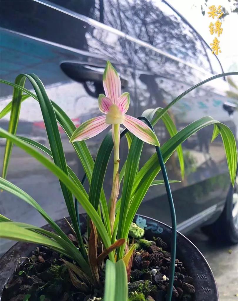 兰市上价值三十万一苗的雪白中透缟素花，成为兰家争相收藏的精品