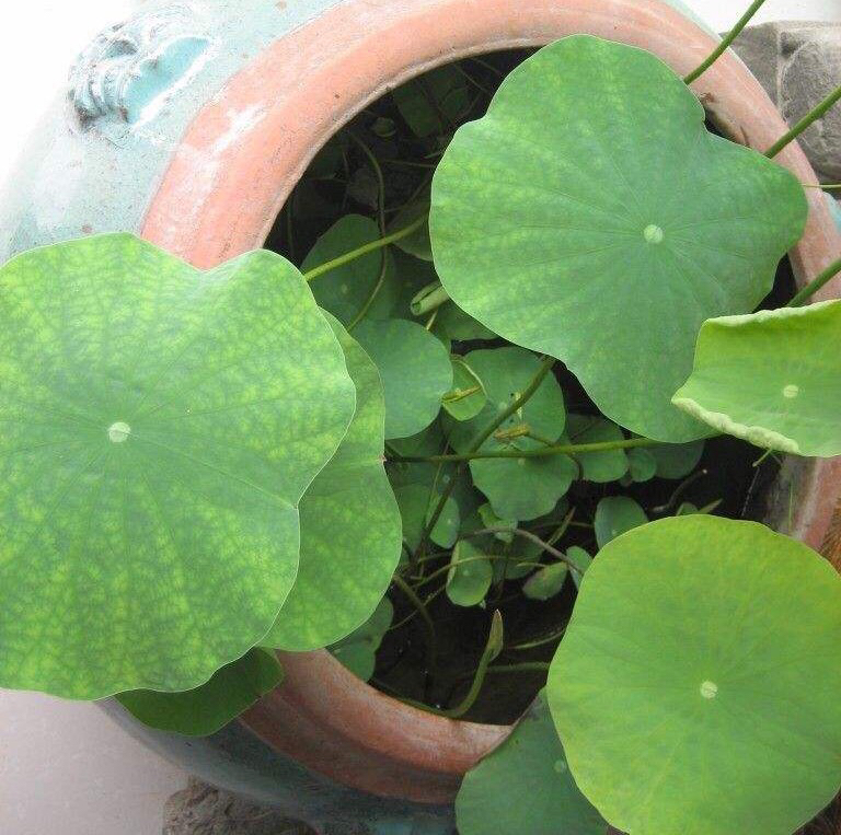 家有小院别忘了养一缸荷花,观赏型的在庭院的荷花怎么养