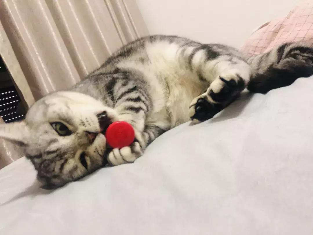 猫咪怪癖,猫咪的100种怪癖