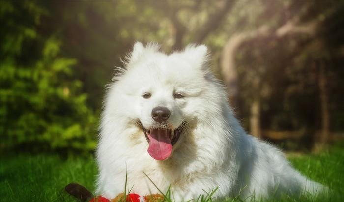 萨摩耶七个月的狗狗拉稀怎么回事,萨摩耶总是拉稀是怎么回事