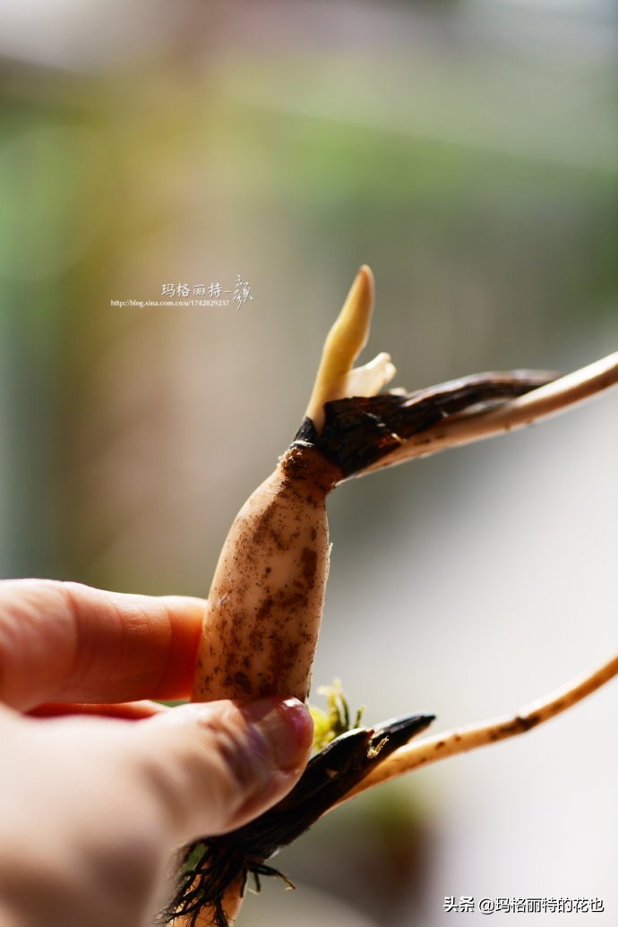 碗莲需要重复种植吗,碗莲种植不容易