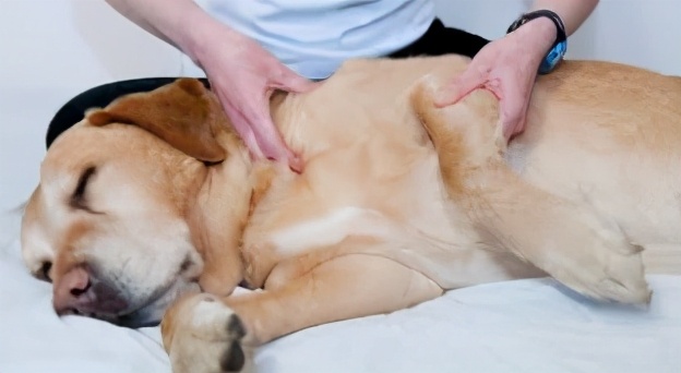 快速让狗狗舒服的按摩技巧｜亲测有效