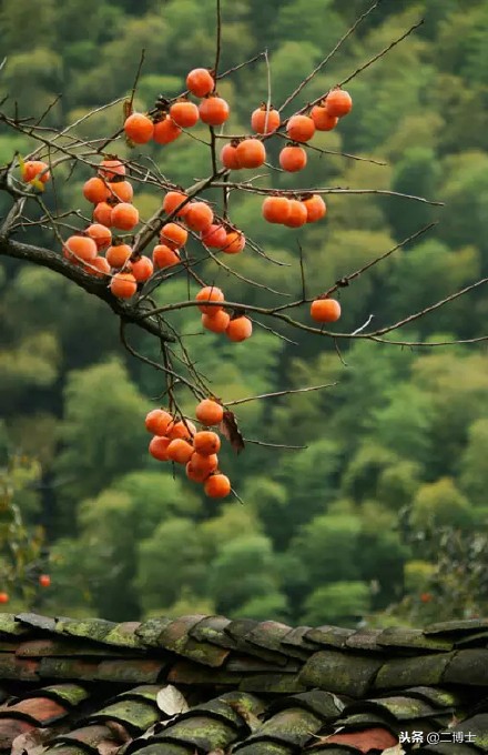 赠人玫瑰，手留余香，农民朋友送出柿子，得到的回报满满