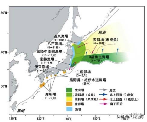 鲭鱼｜虽生犹死的那种境界……
