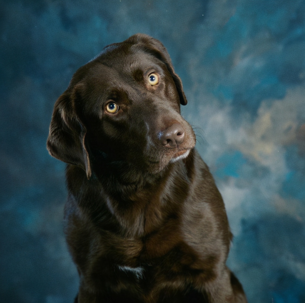 弃养率最高的五种狗,这几种狗弃养率最高太让人心疼了