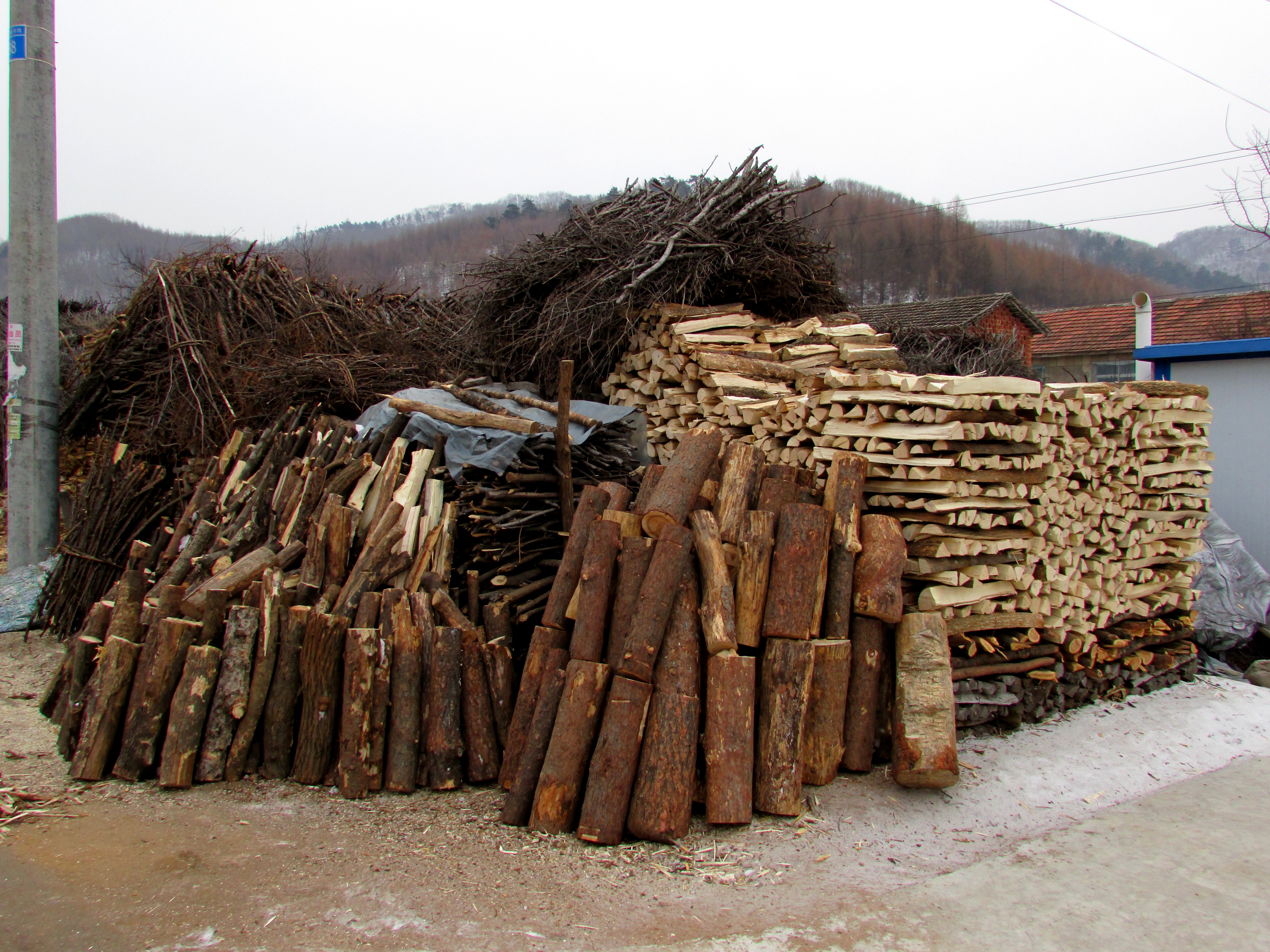 东北杀年猪来吃猪肉,老东北杀年猪