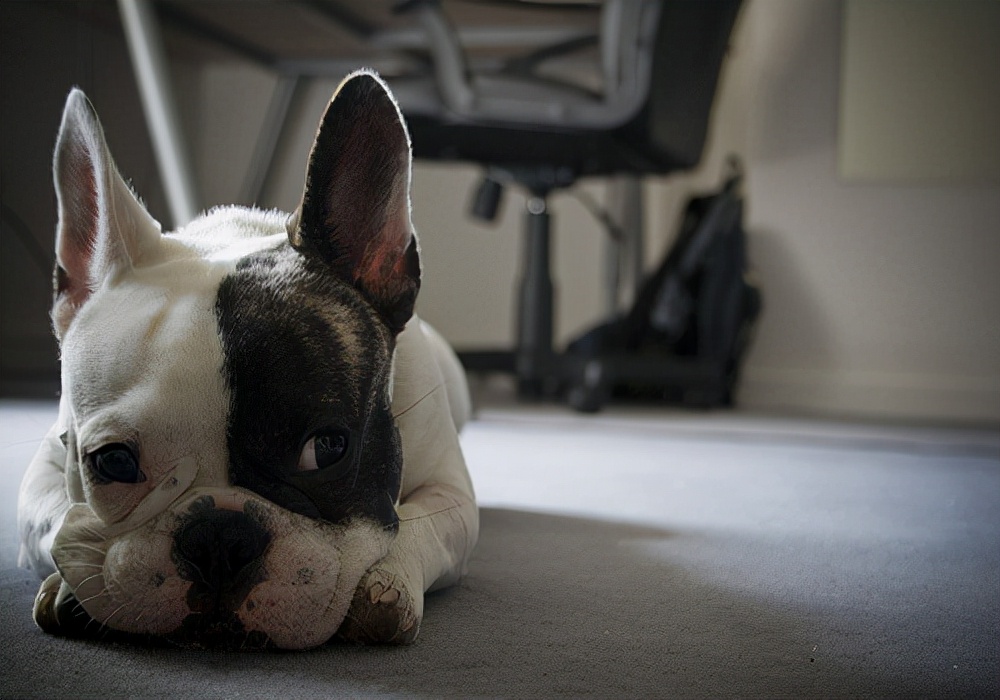 养宠经验：如果狗狗不吃饭怎么办？改善喂食方式，调整饮食结构