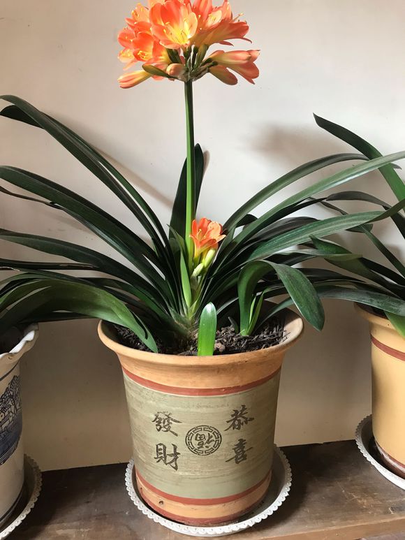 李大姐养君子兰，年年开大花，有吉祥好兆头，原来是她做对5件事