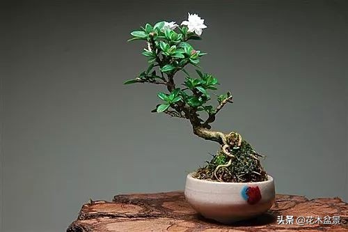 茶桌上养什么盆景植物,最好养的盆景植物推荐