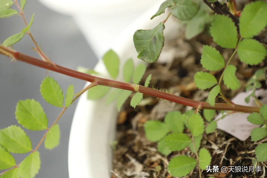 天狼说月季花苞着色后怎么用肥,天狼说月季冬季扦插月季的视频