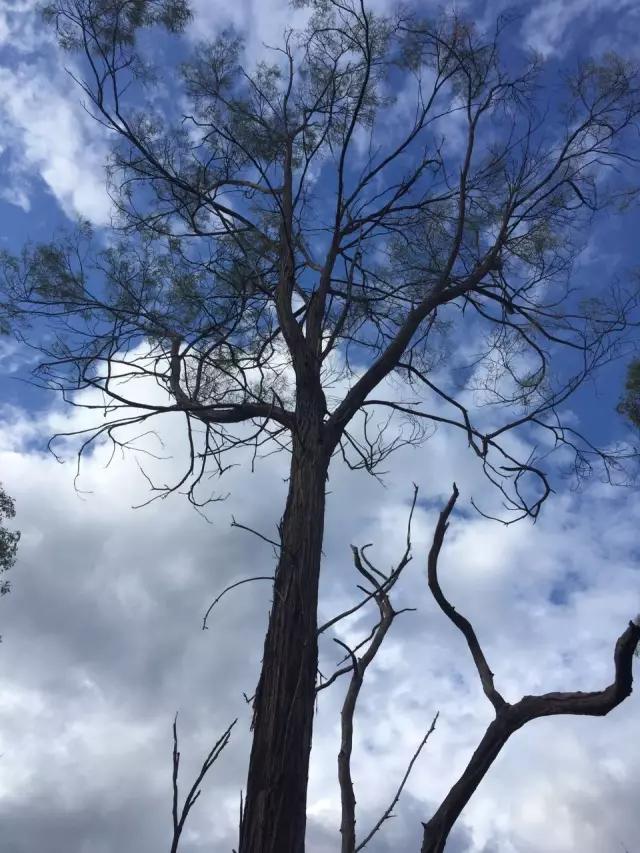 科普实木家具,科普木材