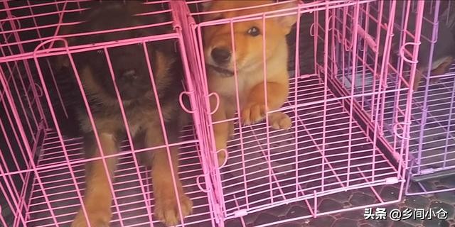 开封狗品种大全,开封狗市是中国最大的吗