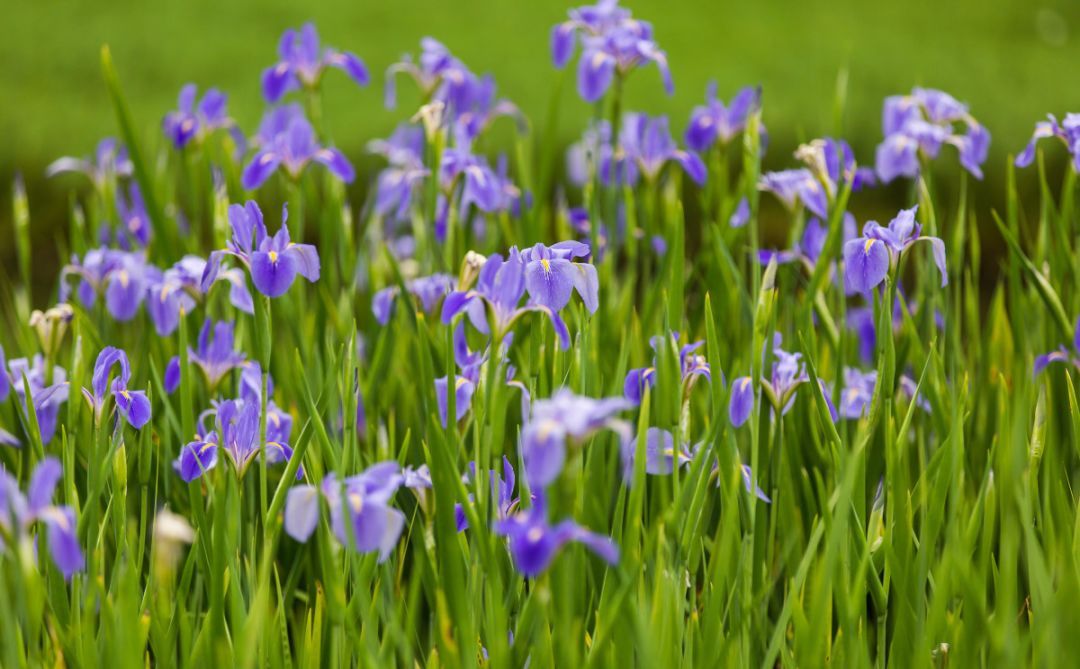 100种常见观叶植物图鉴史上最全,农村常见的100种植物