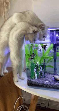 七匹狼搞笑视频,搞笑七匹狼皮带