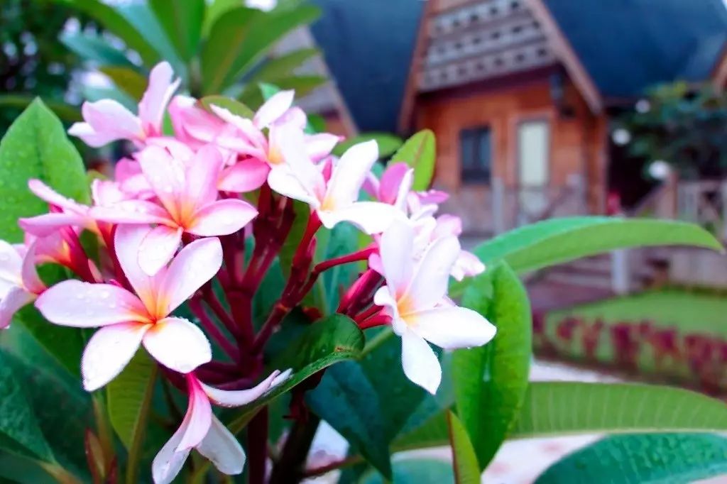 帕劳归来不看海谁说的,帕劳归来不看海