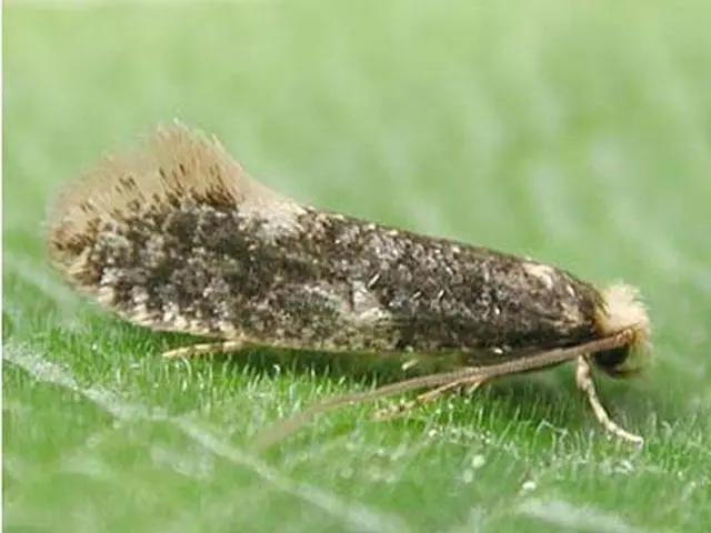 建房时容易出现的虫子,房子突然出现好多各种各样的虫子