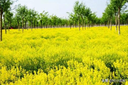 农村创业种植什么药材最好,农村创业做什么项目最好赚钱