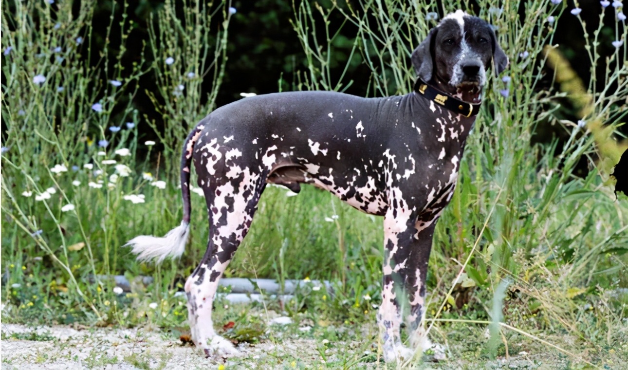 全球最厉害十大犬种,世界十大排名巨型犬种