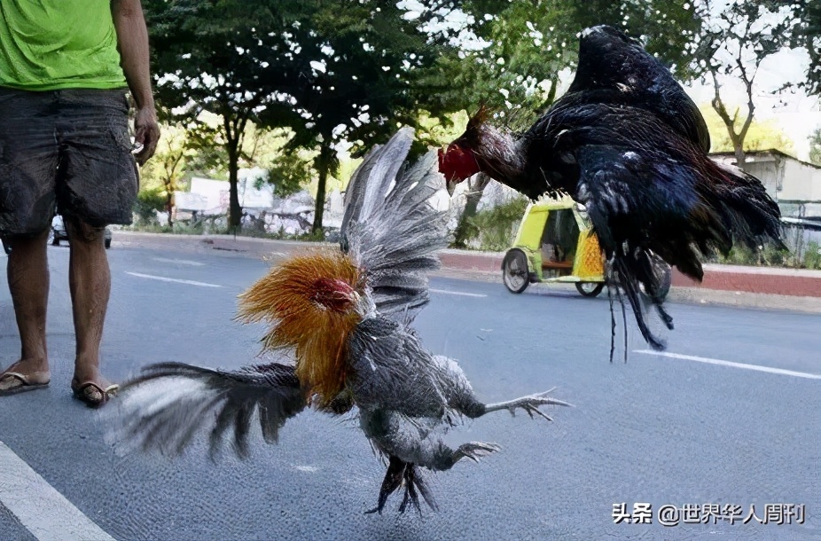菲律宾斗鸡带刀杀死主人,一警察被公鸡刺死
