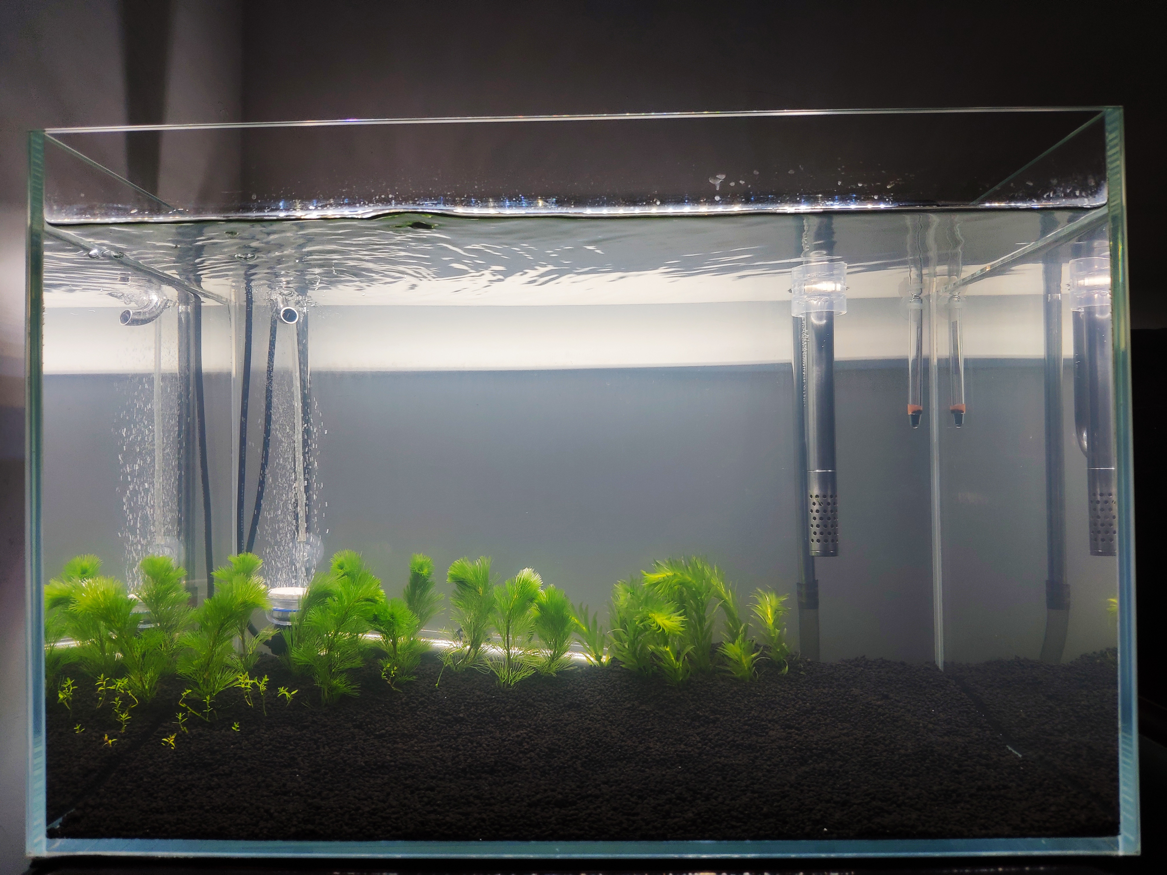 养水硝化系统多久能自己建立,不养鱼之前如何建立硝化系统