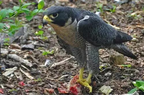 新加坡市中心天降猛禽，窗前生吃鸽子